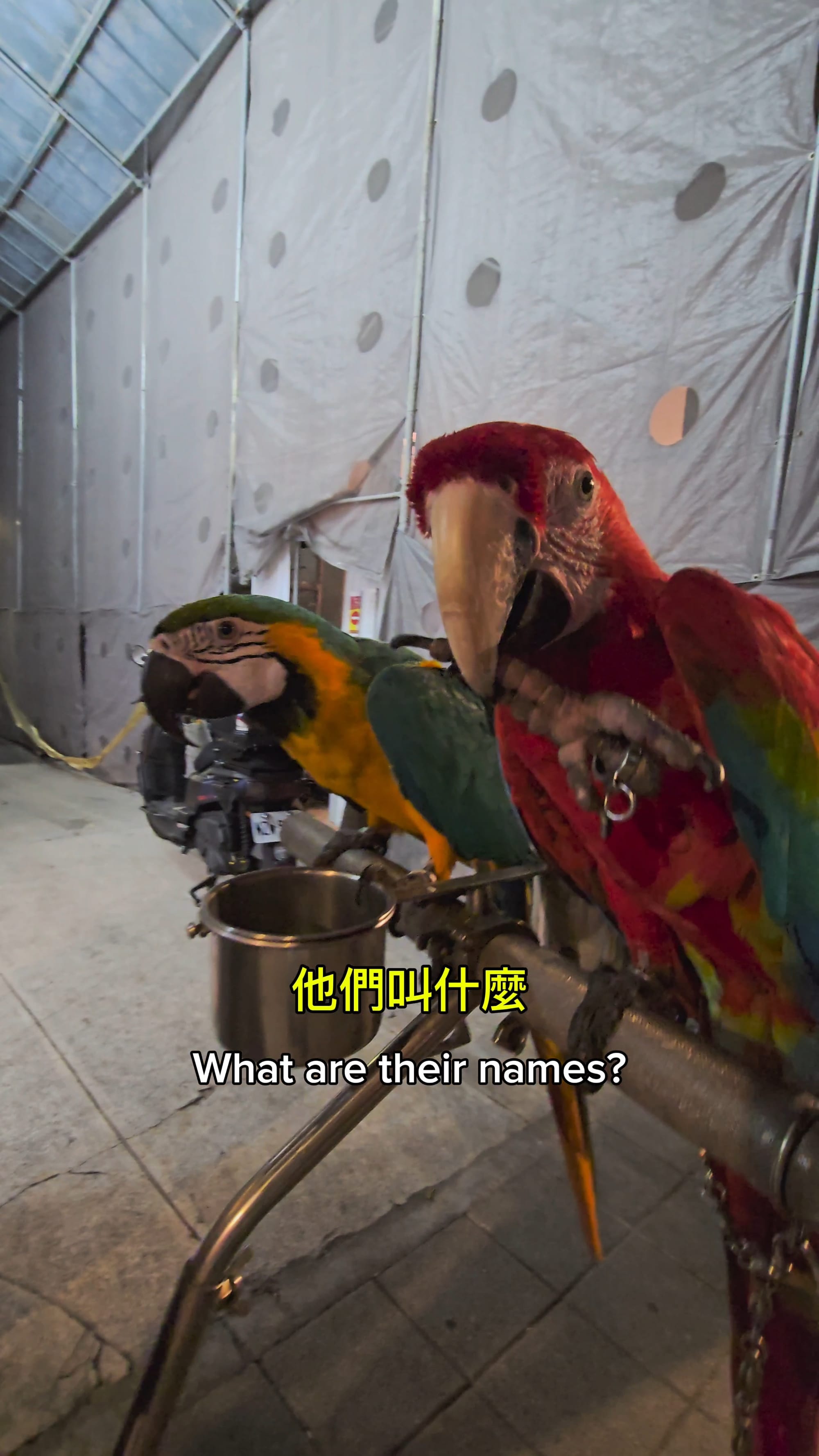 In Taiwan, parrots ride bicycles