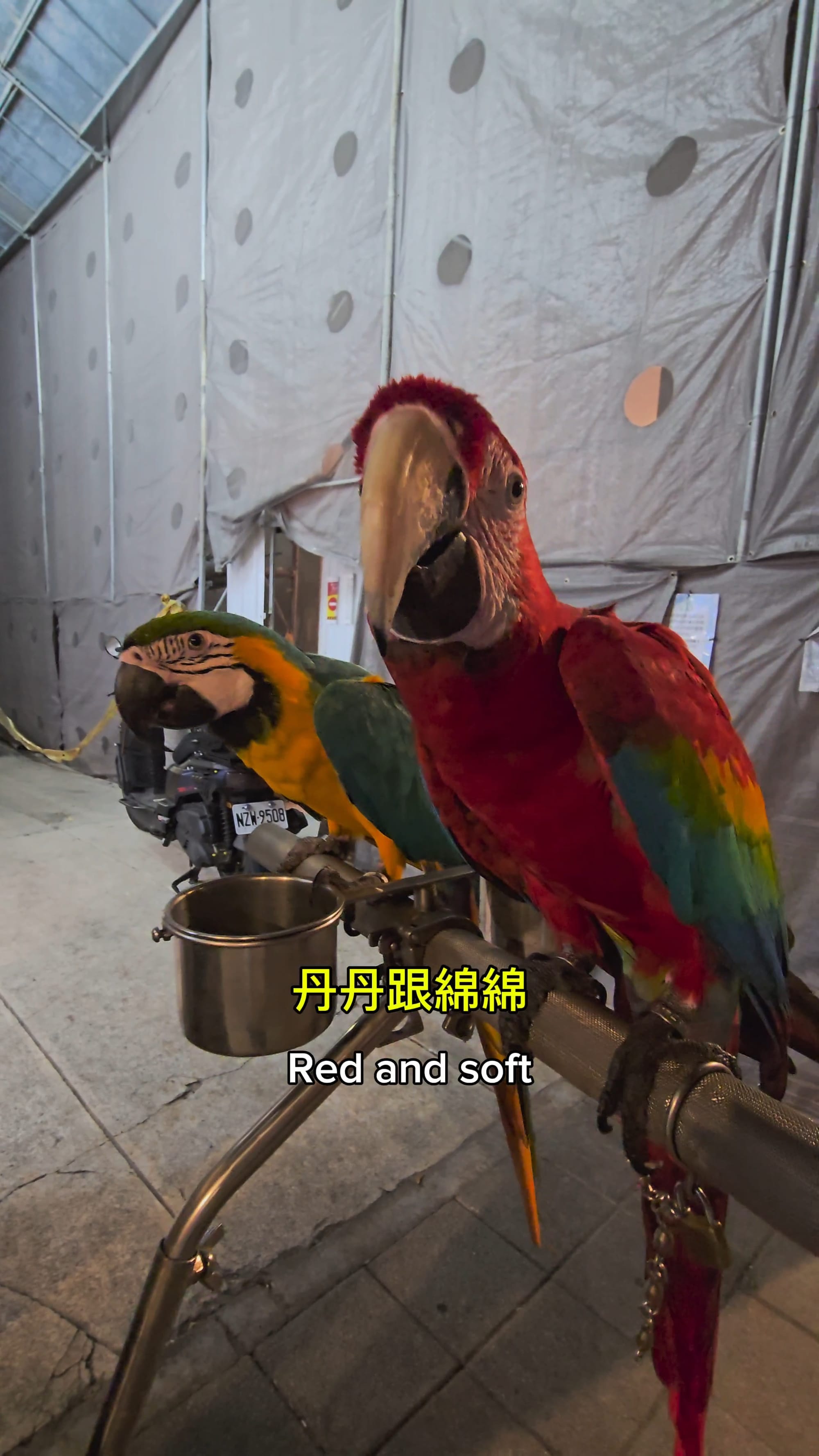 In Taiwan, parrots ride bicycles
